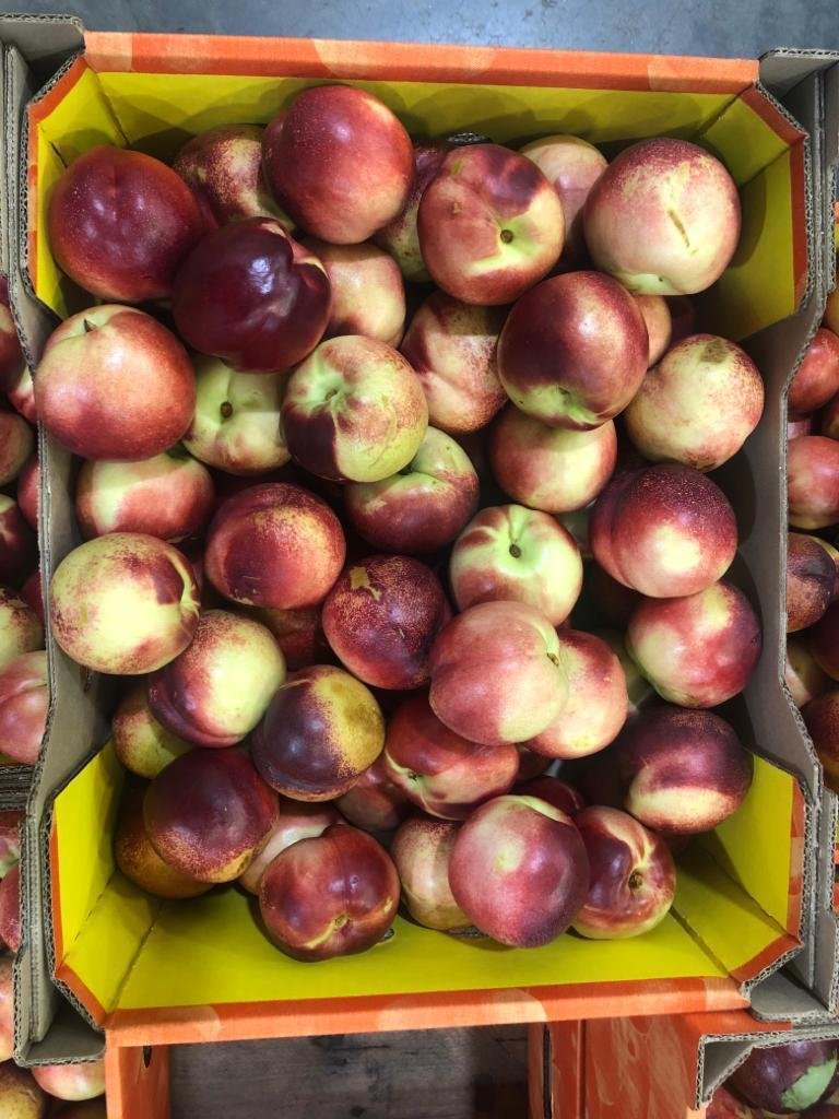 Australia Nectarines