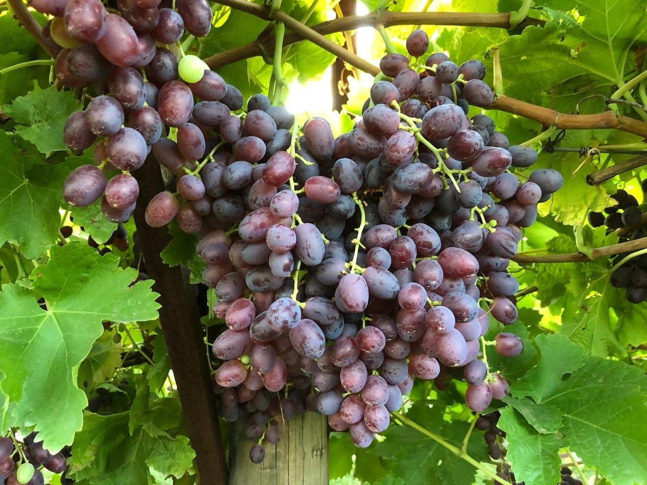 Australia Crimson Grapes