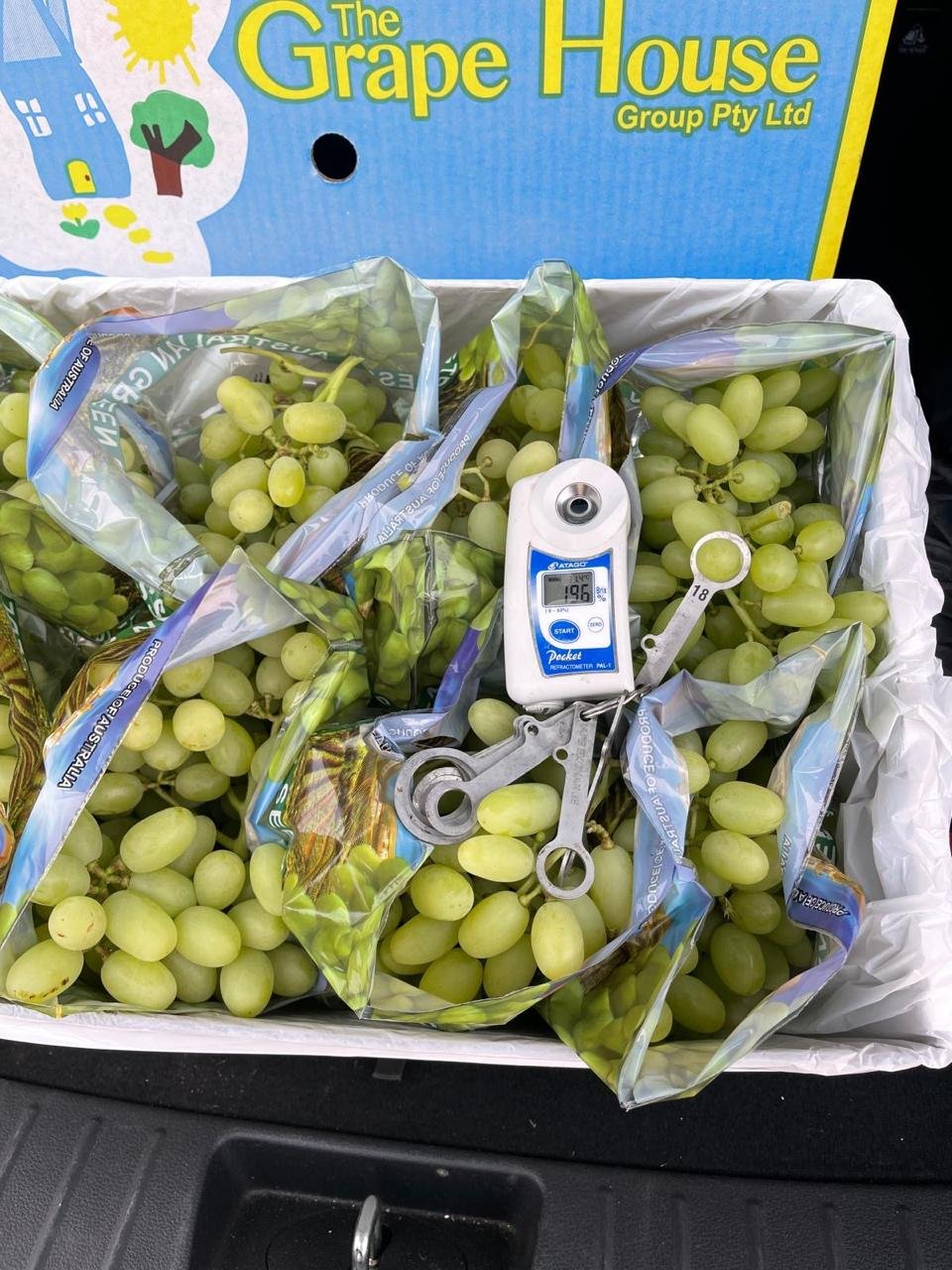 Austraila White Thomson Grapes