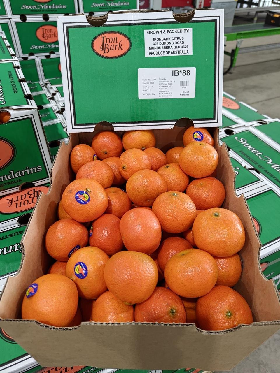 Austraila Tangold Mandarin