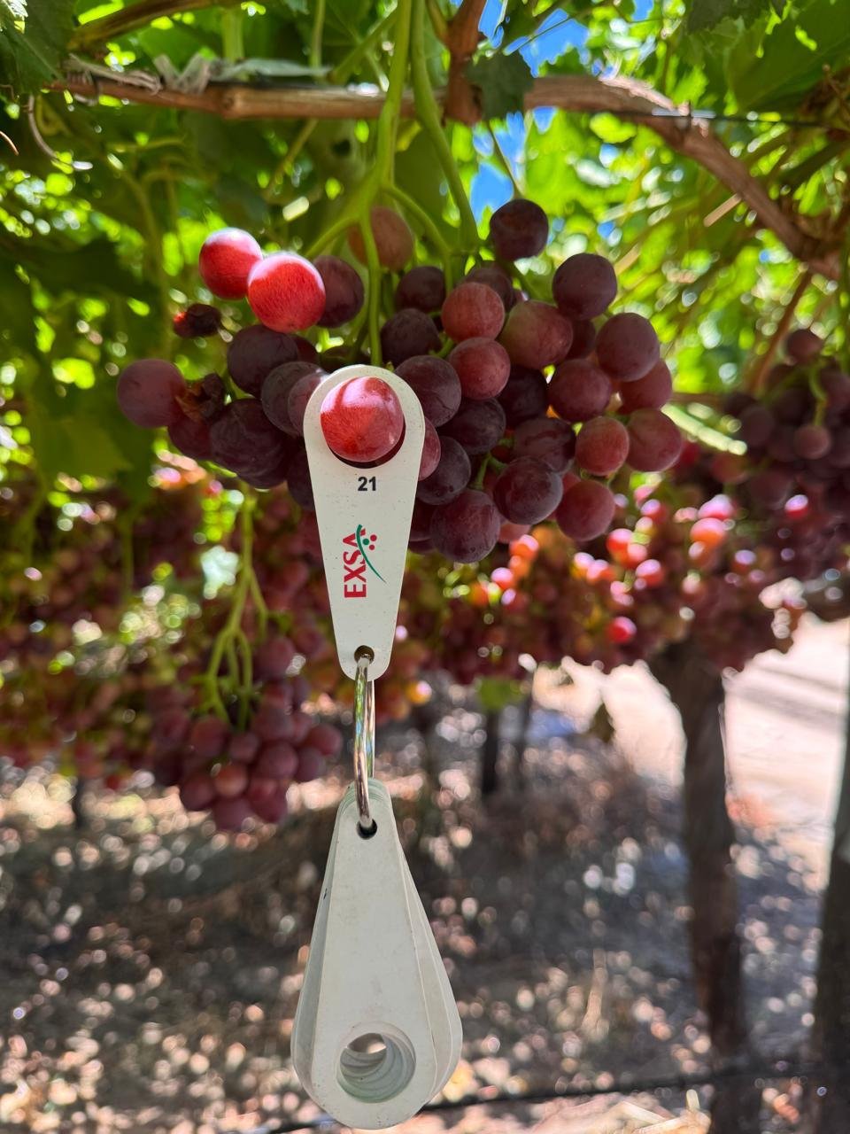 African Crimson Grapes