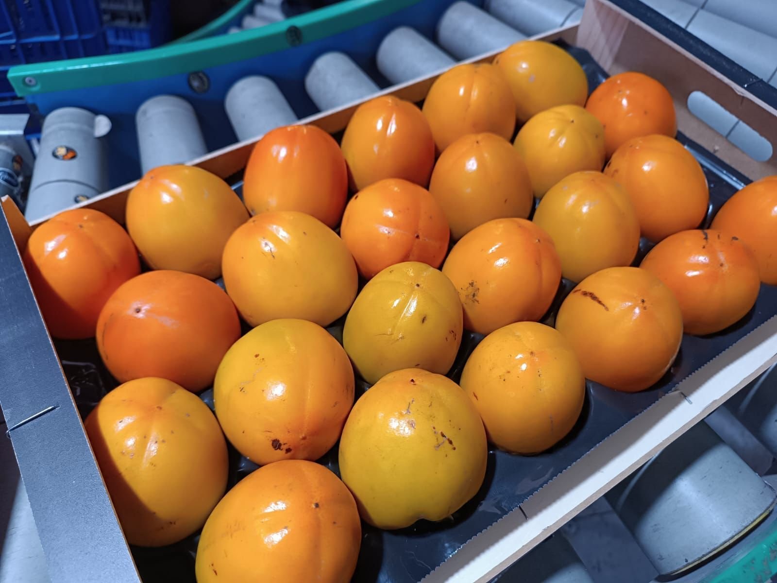 Spain Kaka Fruit