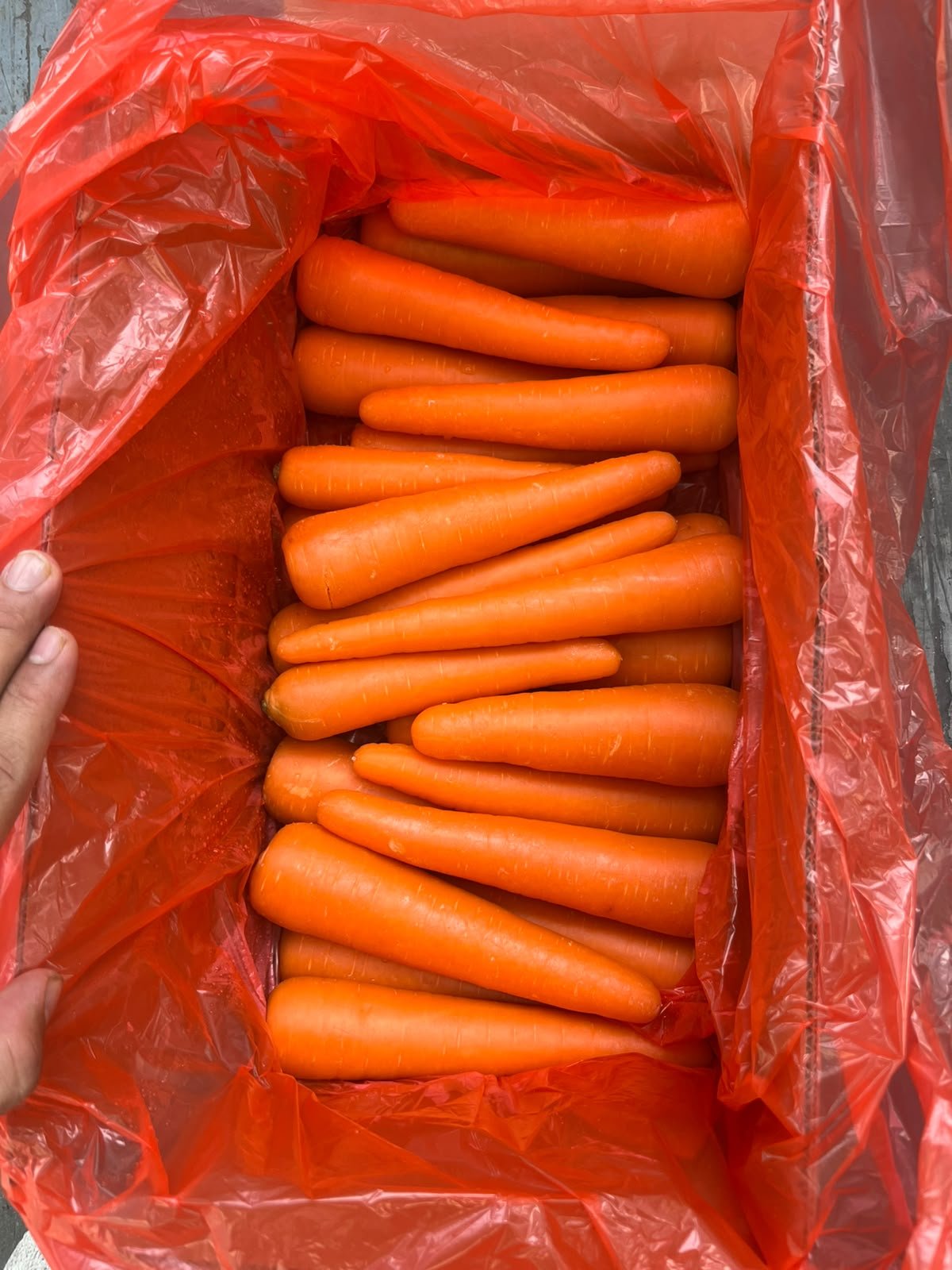 China Carrot